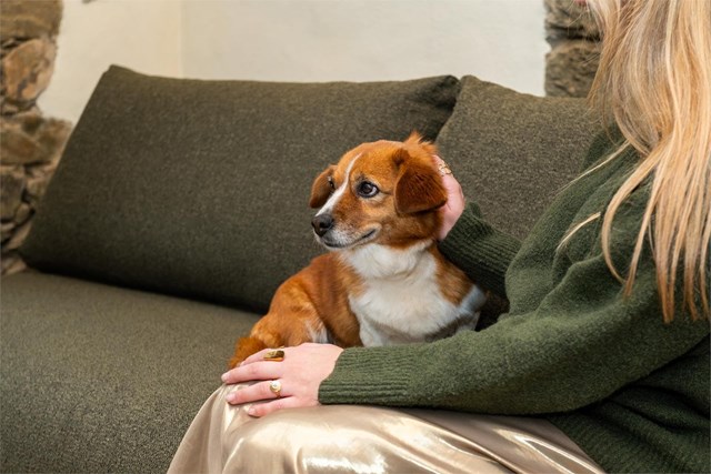 Descansa junto a tu perro: alojamiento en el Camino de Invierno de Ourense - Imagen 2
