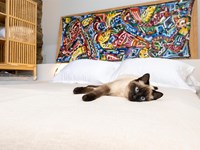 Do we allow pets in our guesthouse?