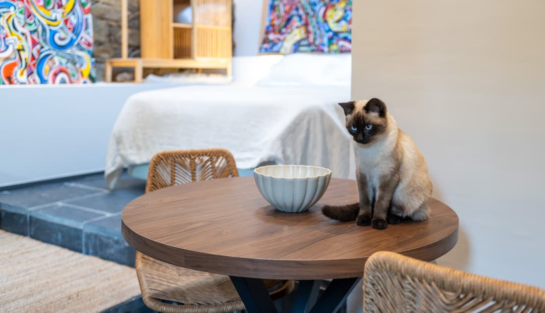 alojamiento que admiten mascotas en Ourense