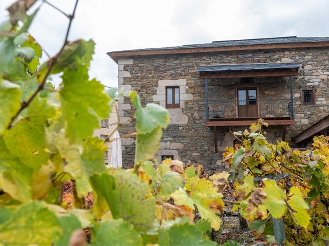 Vive una experiencia de enoturismo entre viñedos en Ourense