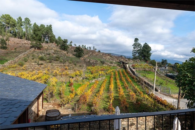 Vive una experiencia de enoturismo entre viñedos en Ourense - Imagen 2